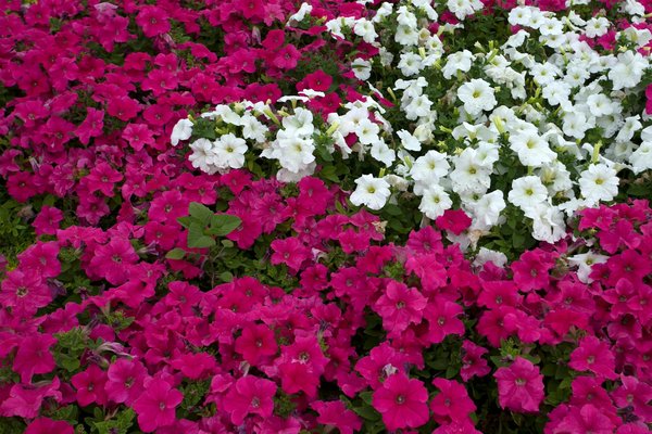 Découvrez les Divers Styles de Construction pour Votre Future Maison