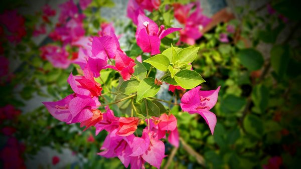 Créez un Noël chaleureux et épuré : idées et conseils pour une célébration mémorable